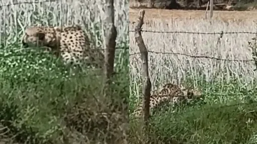 防重演狒狒枉死案!印度獵豹逃離國家公園躲農田 工作人員急尋