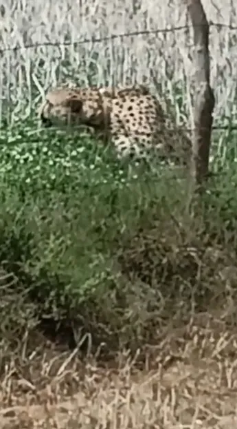 翻攝推特@ANI_MP_CG_RJ