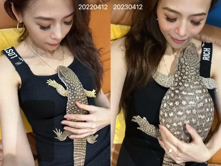 草巨身材像吹氣球般長大，肚子圓鼓鼓感覺超明顯。翻攝自李沛旭臉書