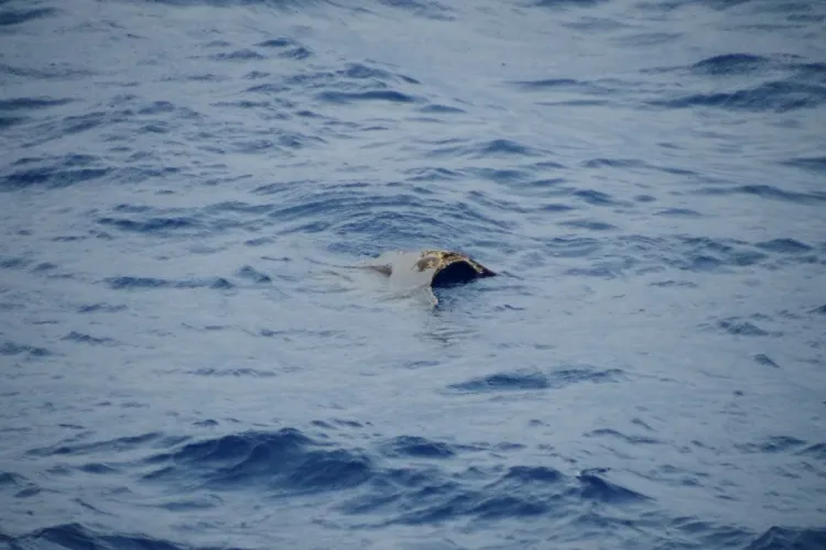 日本自衛隊黑鷹直升機失聯海域，6日發現疑似殘骸。路透社