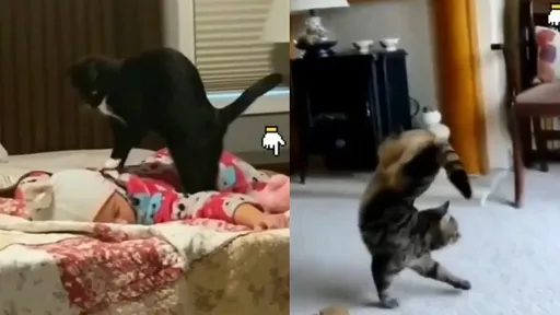 貓皇變身奇行種! 奇葩行徑讓奴才看呆成「傻眼貓咪」