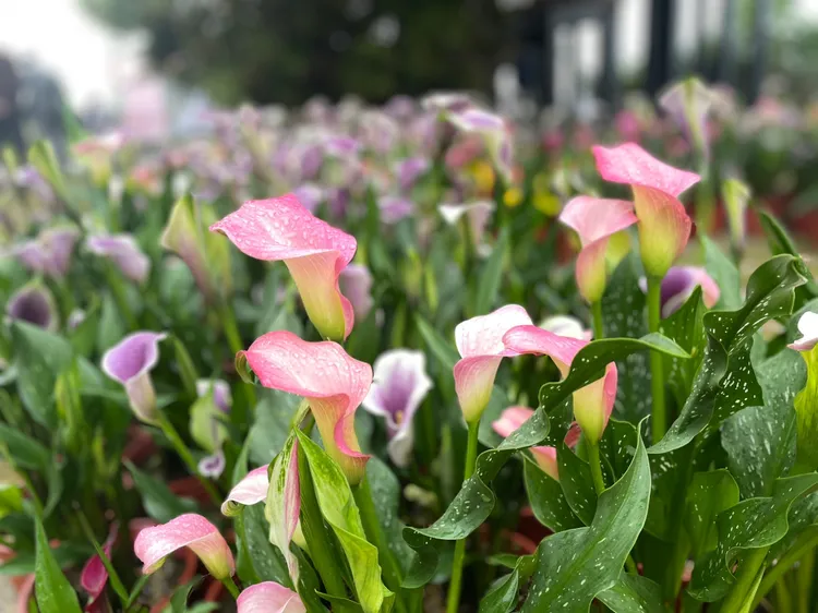 桃園彩色海芋。桃園市府提供
