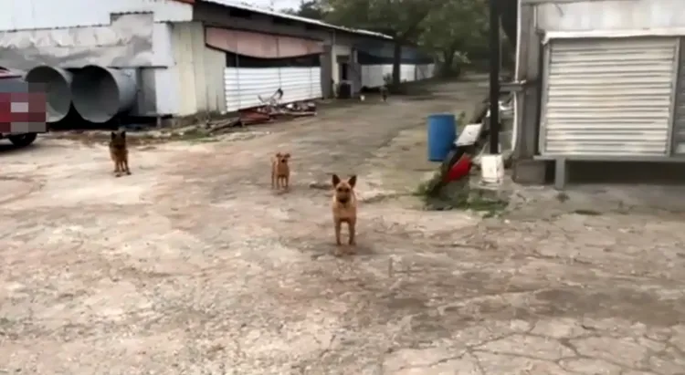 程男放養10多隻狼犬，防止陌生人靠近。翻攝畫面