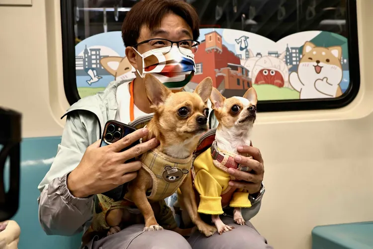 幸運搶到搭乘名額的飼主帶著愛犬搭乘一日限定專車。施昂強攝