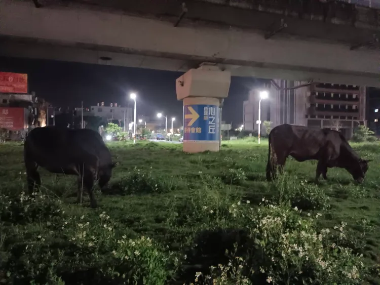 2頭黃牛今晨在機捷A10站附近悠哉吃草。蘆竹警分局提供