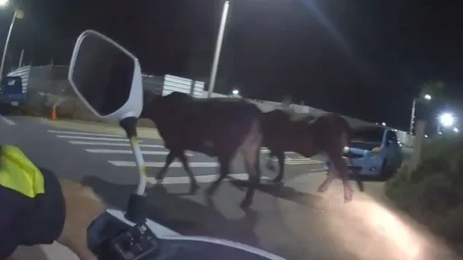 2頭黃牛深夜逛大街　警員充當放牛郎騎車驅引回窩