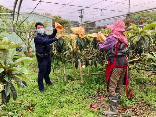 台中新社枇杷進入採收季 每台斤上看180元!警方啟動護農專案