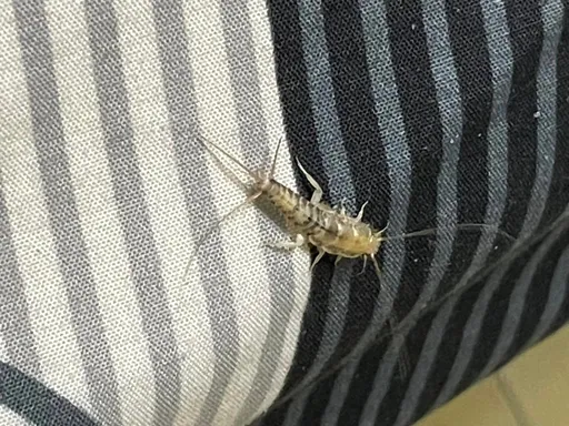 家裡有怪蟲！他捏爆問「這啥鬼」　得知答案心慌了：搬走比較實在