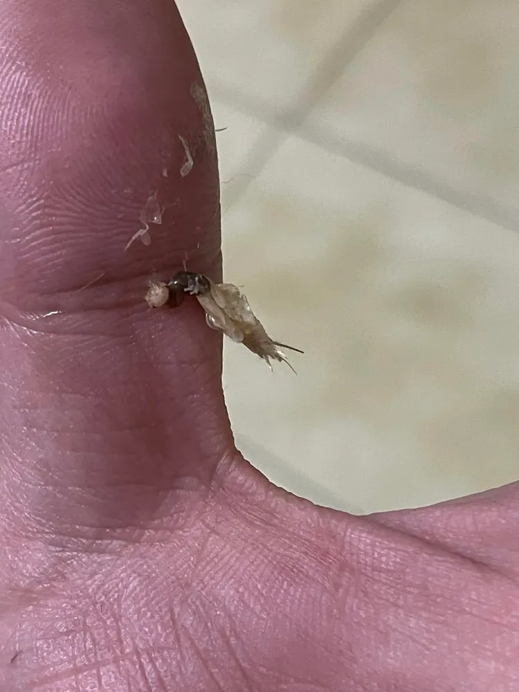 網友一時情急直接把牠捏死，拍下照片PO上網問：「這啥鬼？」。翻攝爆廢公社