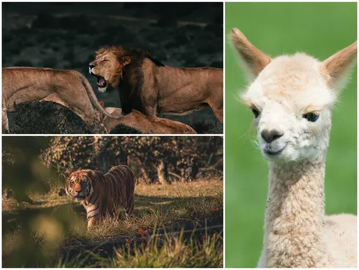 墨毒梟養10多隻獅子、老虎當寵物 懷疑拿死人當飼料