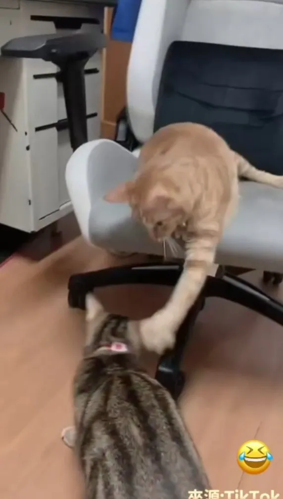 想幹嘛！貓位不是隨便可取代的。TikTok@mila_su31 提供