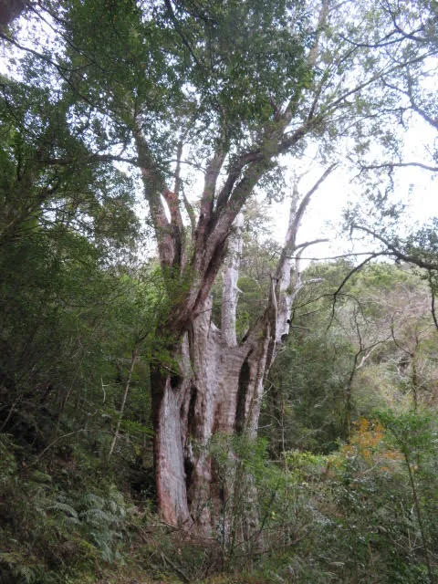 第3名拉拉山神木。林務局提供