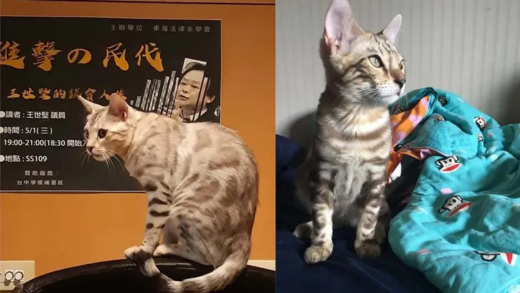 王世堅家中兩隻豹貓，都是友人覺得體弱不好照顧，王世堅討回來家裡收留當成員，現在已是太座最疼愛的寶貝。王世堅助理提供