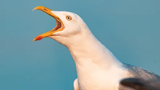 40歲男路上「人禽交」被拍下鐵證 認了!邊看A片邊性侵小海鷗