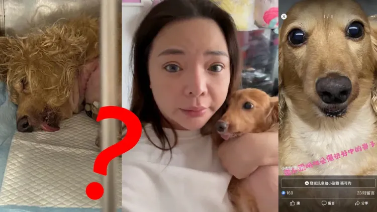 小甜甜被前夫指控狗。取自小甜甜臉書