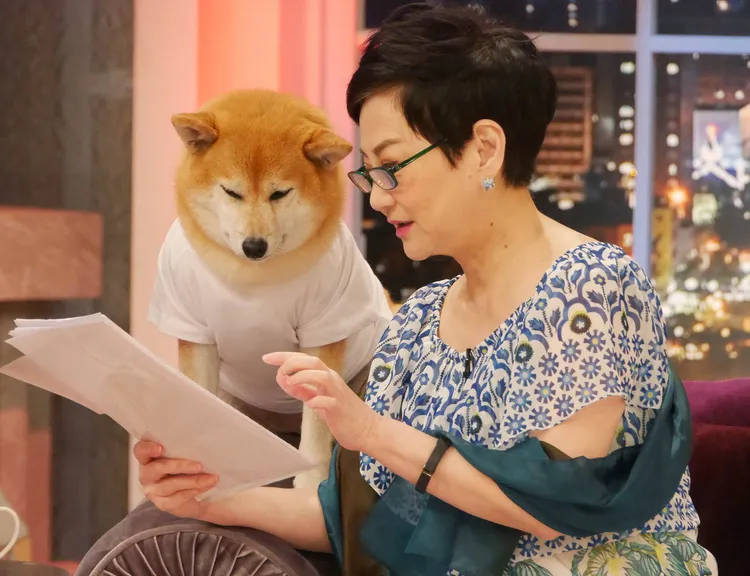 「柴犬Q將」在節目中的模樣十分可愛。翻攝「柴犬Q將」臉書