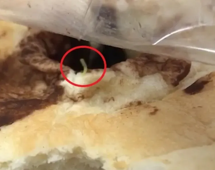 日前有高中學生在營養午餐提供的麵包中發現蟲子（紅圈處）。翻攝照片