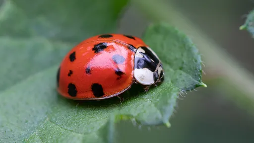 幼稚園「甲蟲數學題」太難了 鄉民狂譙:測試小朋友通靈程度?