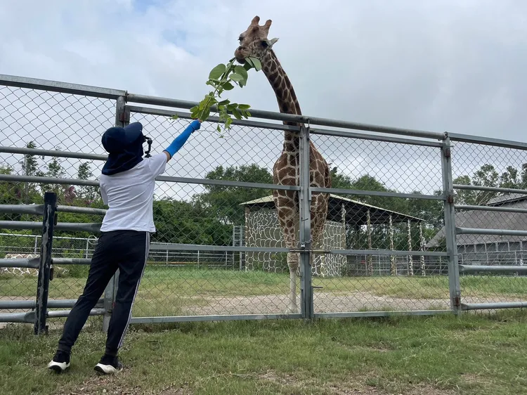害羞的長頸鹿主動靠近，令園方覺得不可思議。園方提供