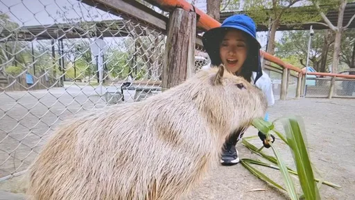 當企鵝妹遇上企鵝!台南逛頑皮動物園 一把抓起這個餵狐獴令網友驚呆了