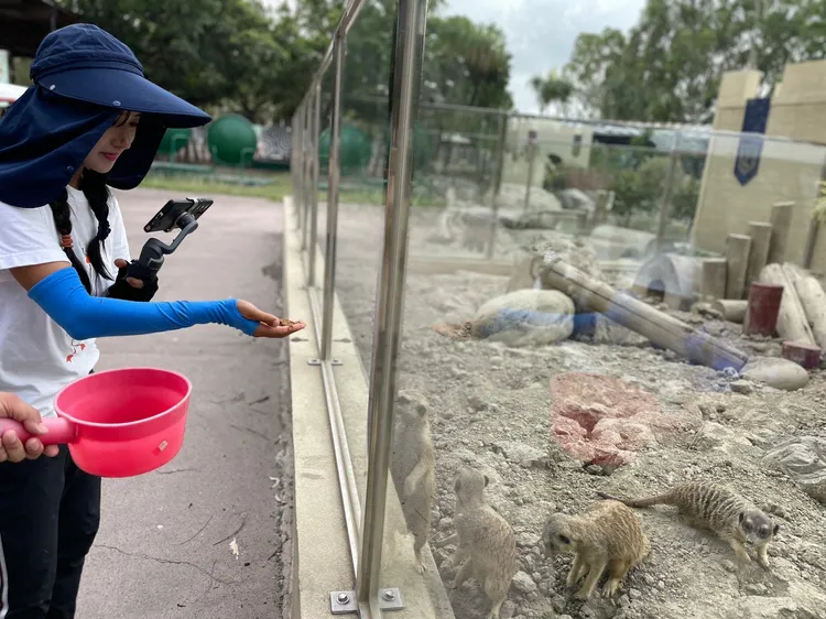 她一把抓起麵包蟲餵狐獴，令網友直說膽子真大。園方提供