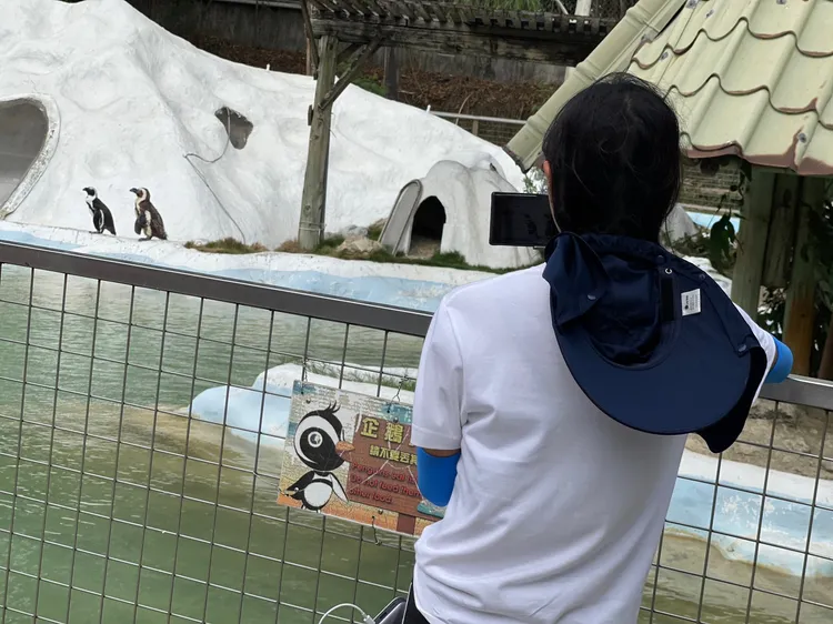 企鵝妹看企鵝。園方提供