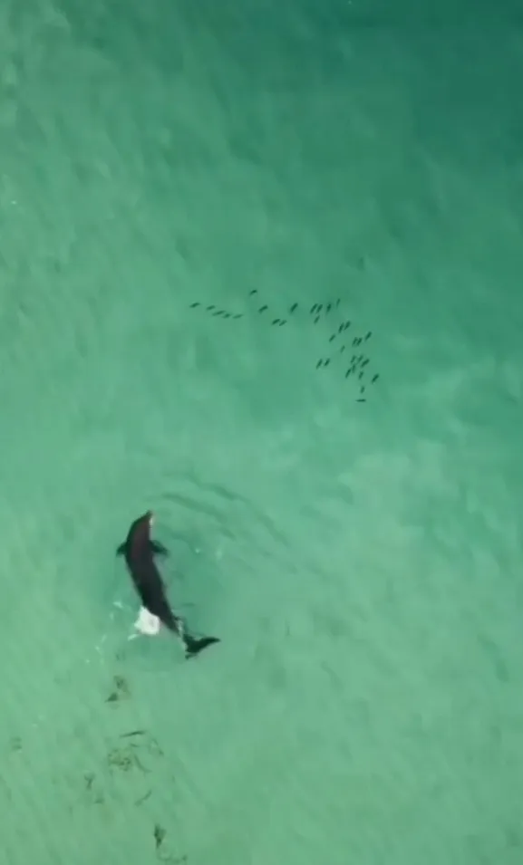 虎鯨 · 別名：殺手鯨海豚科，是一種大型齒鯨，身長為8至10米。IG @positive_animals 提供