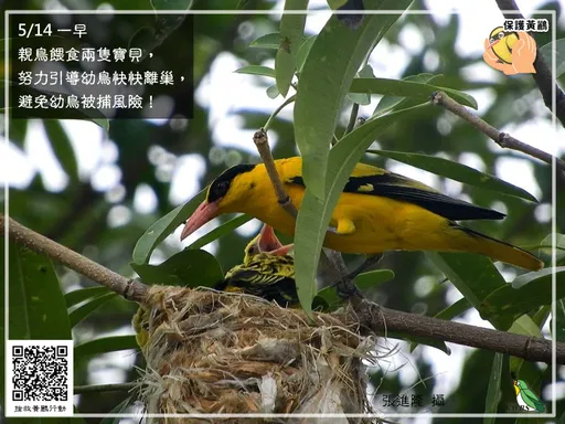 志工半夜守護!還讓高雄府會首長齊關注 只因樹上這群嬌客