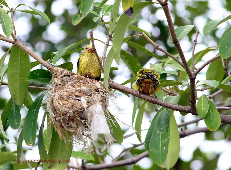 2隻黃鸝幼鳥準備離巢。高雄鳥會提供