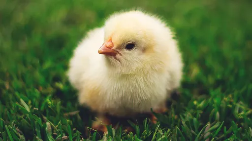 偷腥男分手被譏「小小雞」 回不了嘴!氣到一槍爆頭殺小三