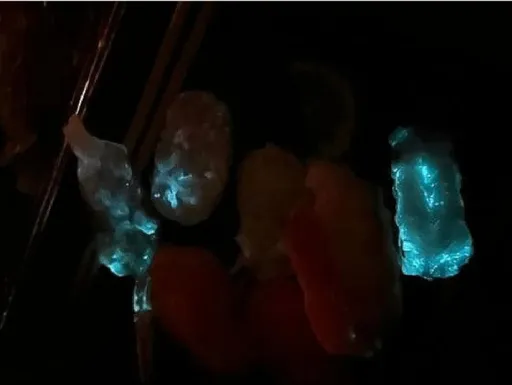 爭鮮「螢光蝦」壽司檢驗出爐 衛生局公布3數據