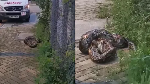 壹...
![4公尺蟒蛇上街「生吞貓咪」驚呆民眾 吃完即逃躲過捕蛇人