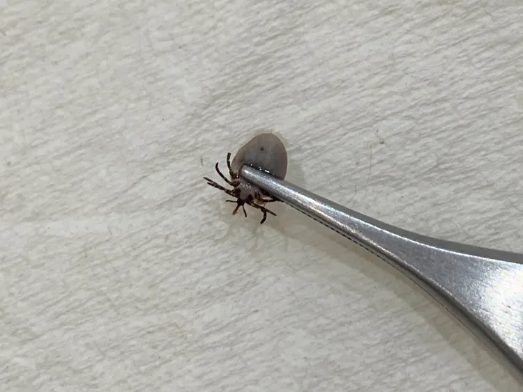 林工凱醫師提醒戶外活動要注意避免被昆蟲叮咬，若有症狀儘速就醫。翻攝畫面