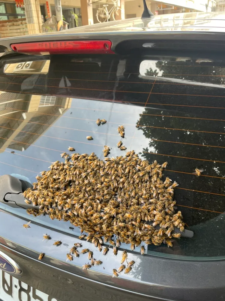 轎車後雨刷聚集一大堆蜜蜂。讀者提供