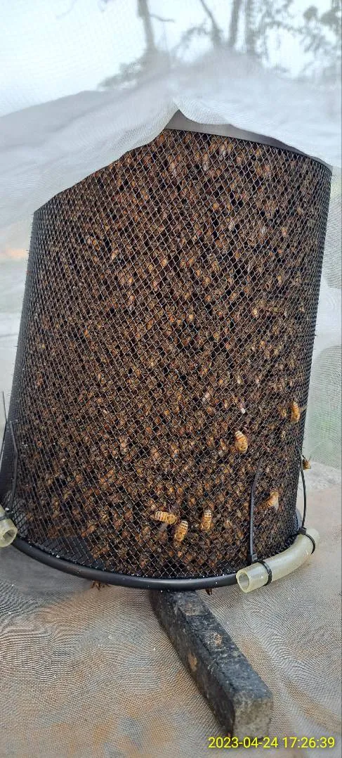 農業局人員進行捕捉予以排除。讀者提供