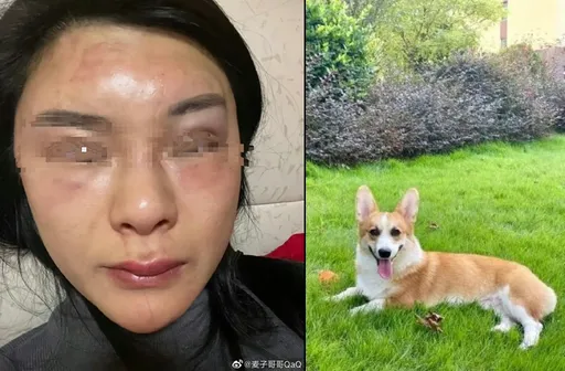 家暴男殺柯基恐嚇妻子 公安判拘12天「圓滿解決」