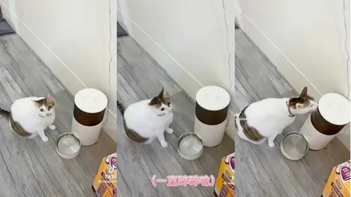 喵星人肚子餓！竟對他超萌撒嬌　網看這幕融化了
