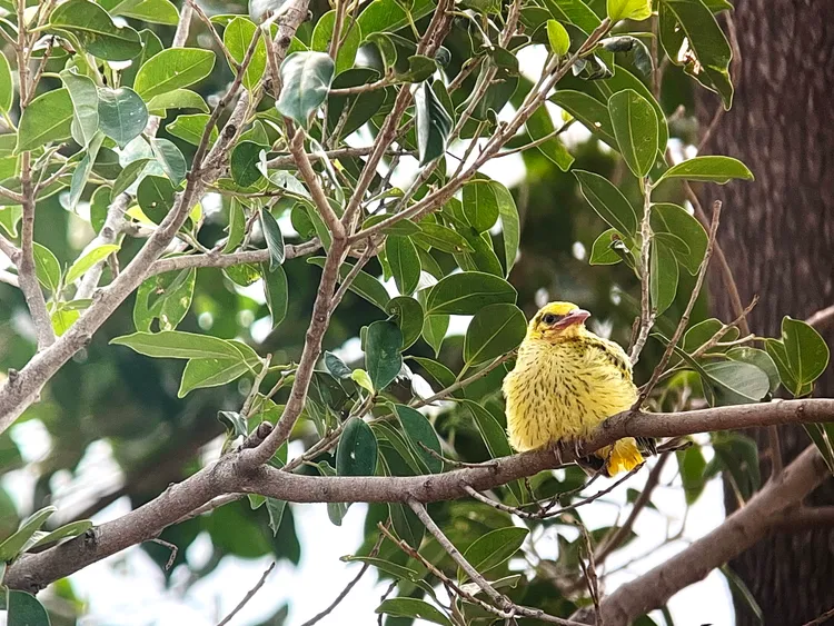 黃鸝二寶已順利離巢。高雄鳥會提供