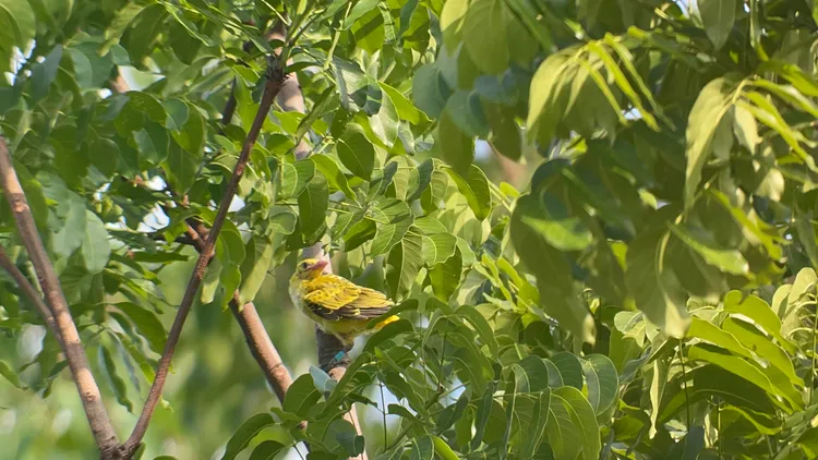 黃鸝大寶曾一度就醫。高雄鳥會提供