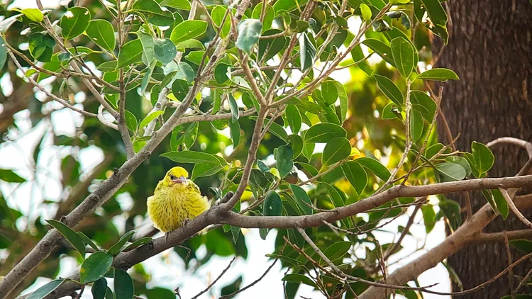 黃鸝二寶已順利離巢。高雄鳥會提供