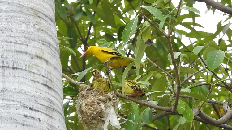 黃鸝在高雄市議會大樹上育雛。高雄鳥會提供