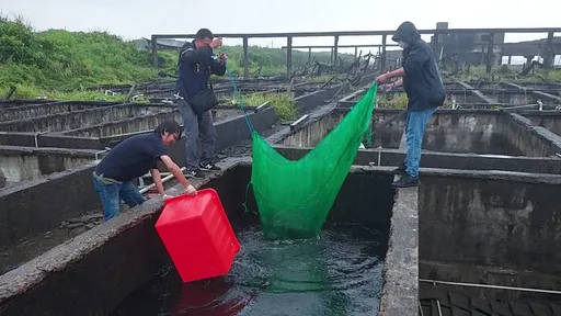 贡寮废弃鱼塭偷养绿蠵龟 水产工厂负责人惨了!最重罚100万