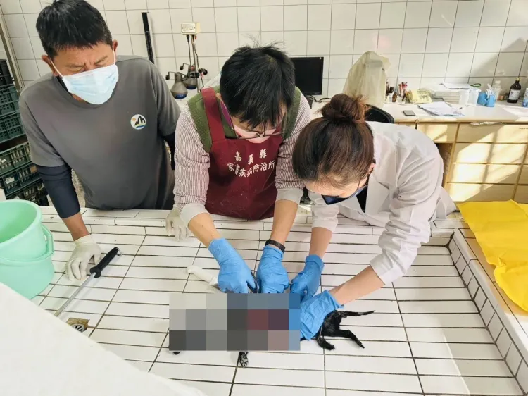 當時是悲劇結局，家畜所解剖小黑狗屍體，發現胃是空的，研判是餓死。家畜所提供