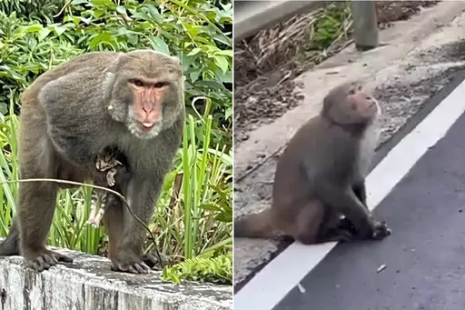 新北獼猴擄奶貓「倒栽蔥」拖行 餓3天垂死畫面曝!網急喊「小貓快不行了」