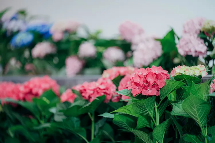 繡球花。桃園市府提供