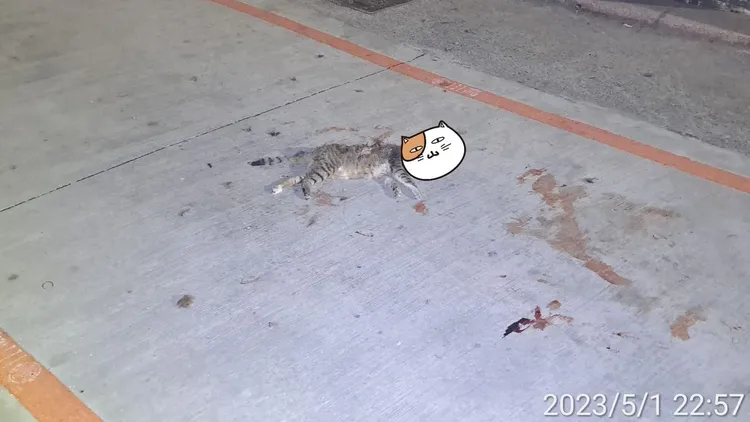 虎斑貓被狗圍攻後、慘死街頭，現場血跡斑斑。翻攝臉書爆料公社