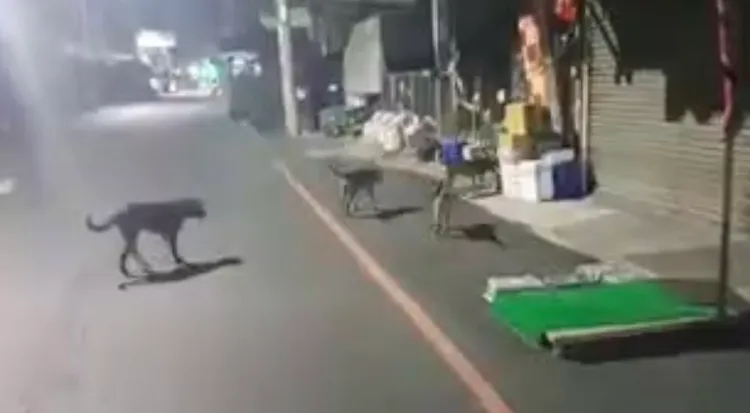 岡山近來出現一群流浪狗，昨晚並圍攻咬死一隻虎斑貓。翻攝臉書爆料公社