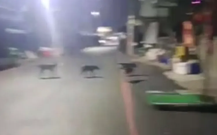 岡山近來出現一群流浪狗，昨晚並圍攻咬死一隻虎斑貓。翻攝臉書爆料公社