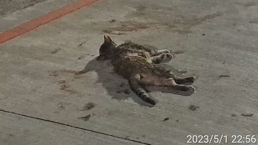 犬版8+9!高雄浪犬圍攻街貓 可憐虎斑貓無處躲慘死街頭
