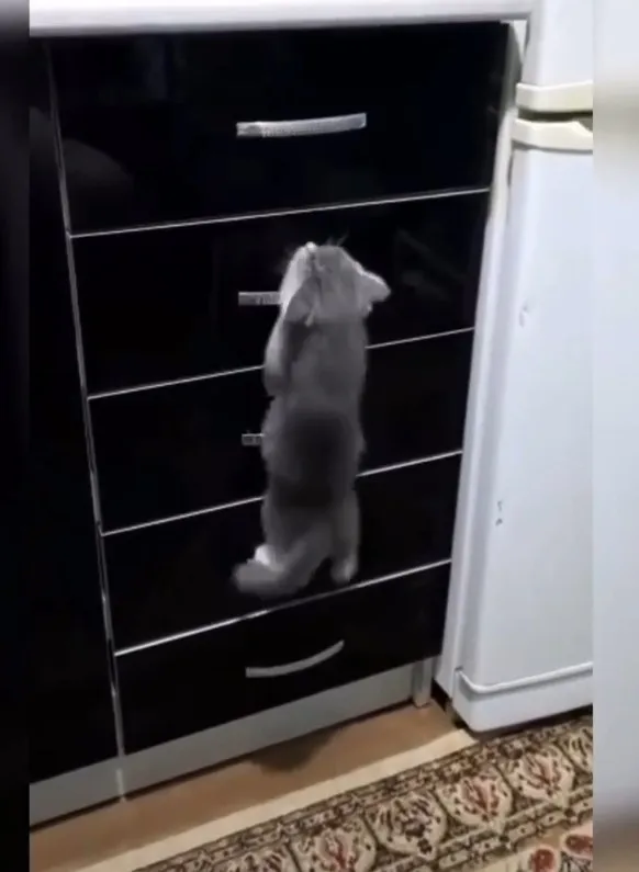 偶是貓不是老鼠! IG @miiyav_tv 提供